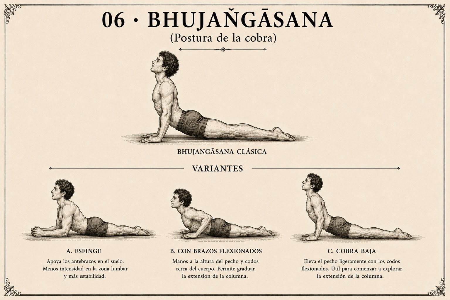 Bhujaṅgāsana clásica y sus variantes: esfinge, con brazos flexionados, y cobra baja